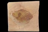 Red Fossil Leaf (Hickory) - Montana #68320-1